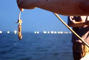 Athena Premium Squid Fishing