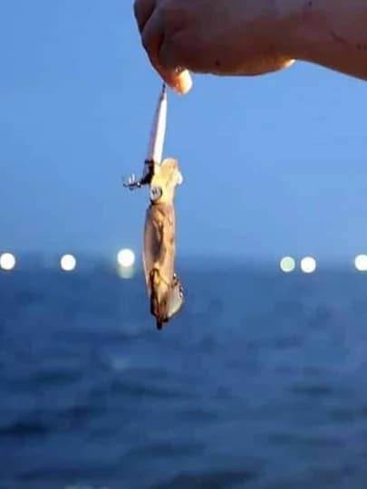 Athena Premium Squid Fishing